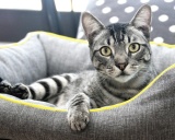 американская короткошерстная кошка